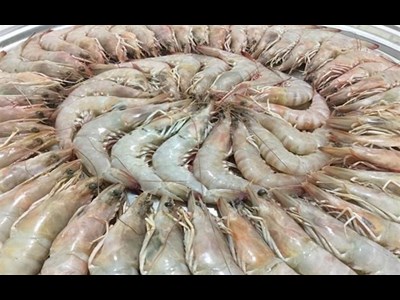 آغاز فصل رسمی صید میگوی دریایی در استان بوشهر از زبان مدیرکل دفتر امور صید سازمان شیلات ایران