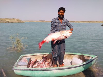 آغاز صید ماهیان گرمابی از منابع آبی راسک استان سیستان و بلوچستان