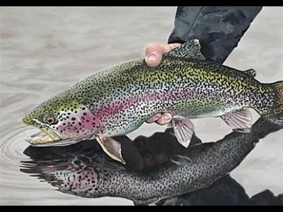 ترویج جایگزینی پودر حشرات به جای پودر ماهی در تغذیه قزل‌آلا