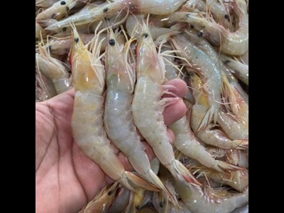 آغاز فصل صید میگو در هرمزگان با مشارکت بیش از ۲۰۰ شناور صیادی