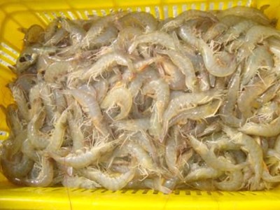 تولید میگو در مزارع ساحلی خزر به ۴ هزار و ۴۰۰ تن رسید