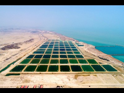 رکورد تولید میگوی کشور شکسته شد