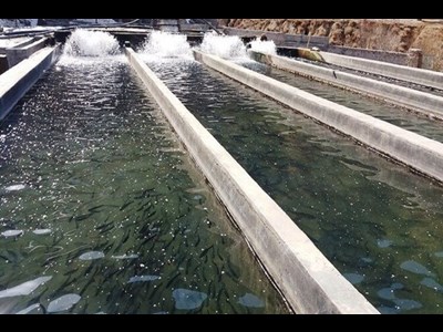 افزایش سرمایهگذاری حوزه شیلات به بیش از ۵۰ همت در سالجاری