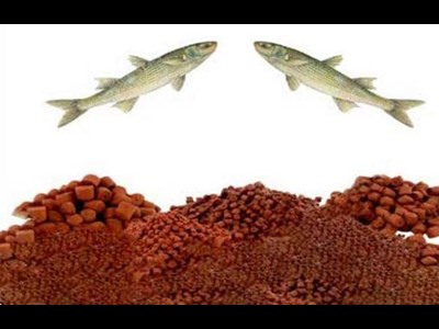 کارخانجات خوراک آبزیان در آستانه تعطیلی و ورشکستگی