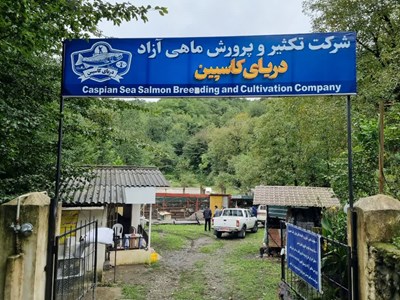 آغاز همکاری‌های راهبردی برای توسعه پرورش ماهی آزاد در دریای کاسپین