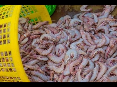 پیش بینی ارزآوری حدود ۲۰ میلیون دلار
