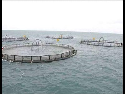 موتور ارزآوری شیلات مَکُران روشن می‌شود؟