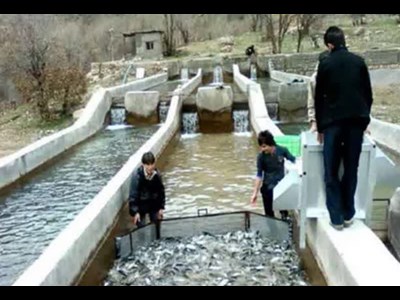 روند کند توسعه و صادرات شیلات در پی کمبود خوراک آبزیان