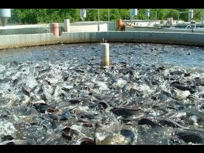 برگزاری نخستین نشست تخصصی هماندیشی توسعه آبزیپروری در آبهای شیرین کشور
