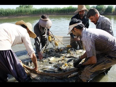 مجتمع شیلات شهدا به قطب تولید و گردشگری آبی تبدیل می‌شود گالری تصاویر