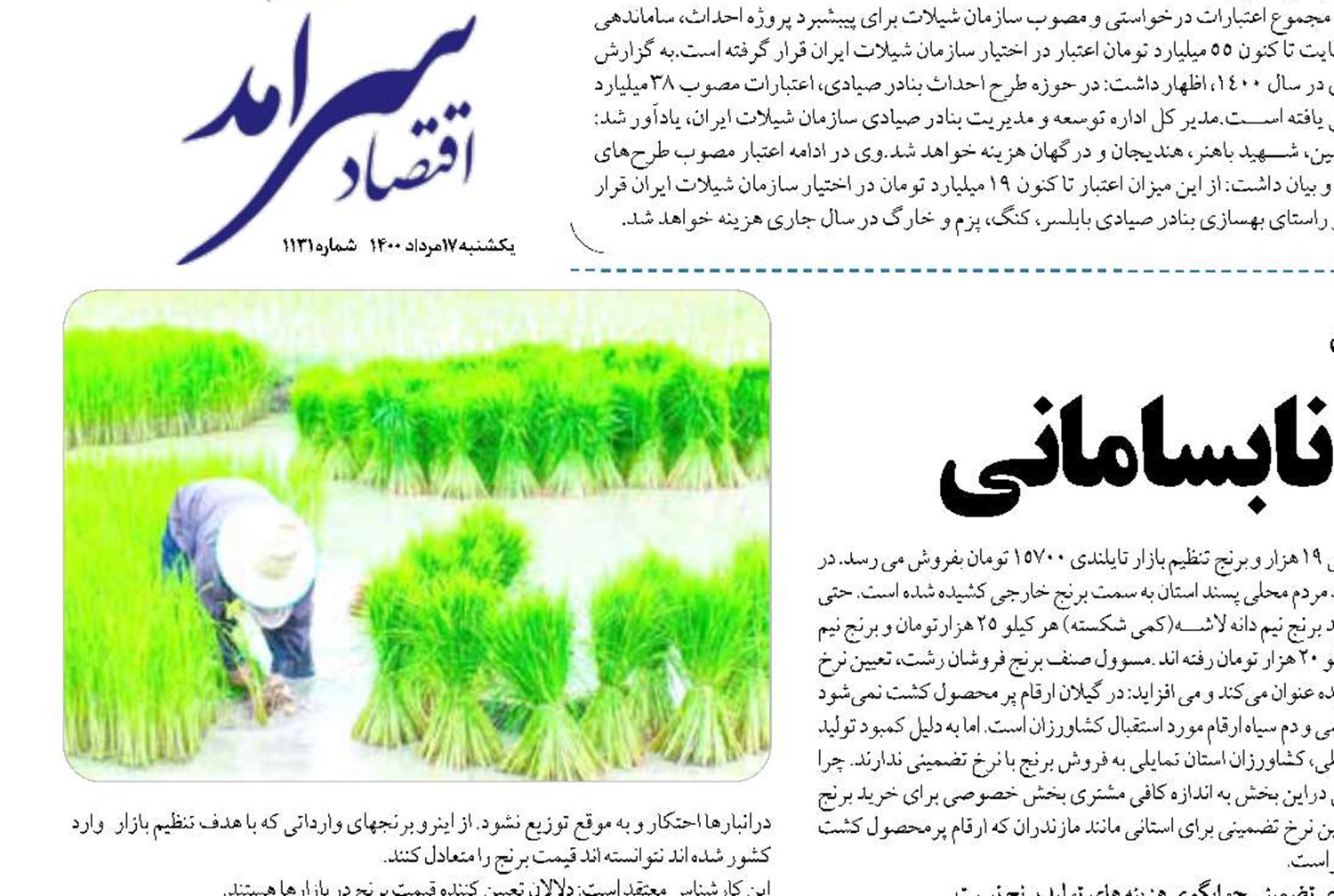  برنج کاری زیر سایه‌ی نابسامانی