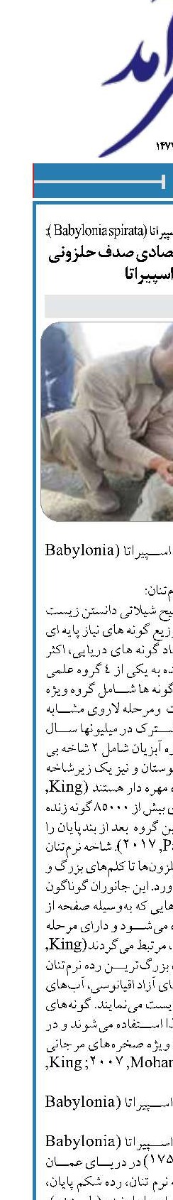 درباره صدف حلزونی بابیلونیا اسپیراتا (Babylonia spirata ): روش صید و ارزش اقتصادی صدف حلزونی بابیلونیا اسپیراتا