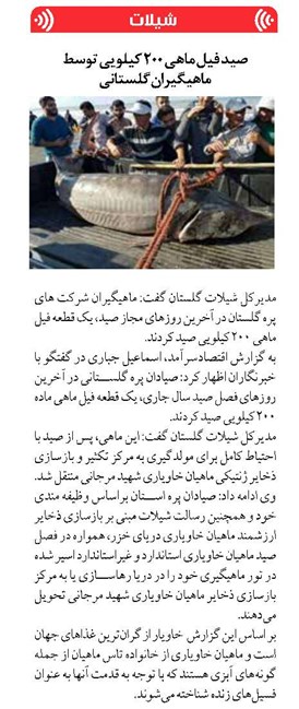 صید فیل ماهی ۲۰۰ کیلویی توسط ماهیگیران گلستانی