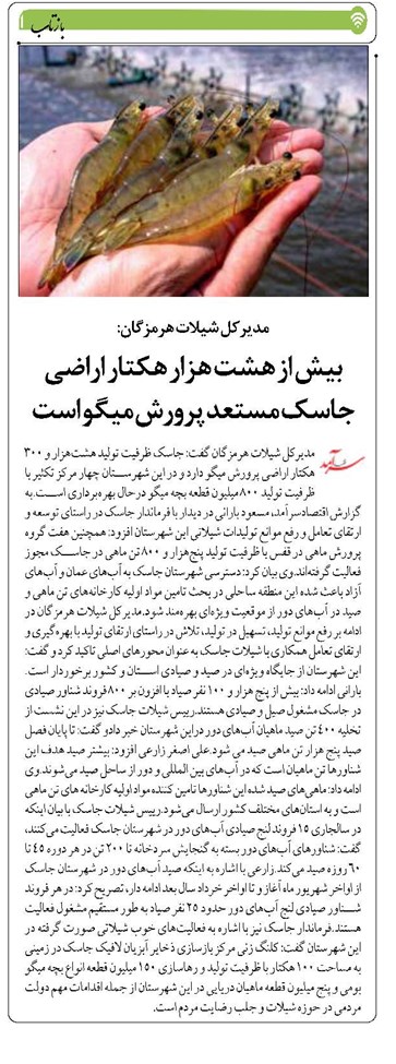 بیش از هشت هزار هکتار اراضی جاسک مستعد پرورش میگو است