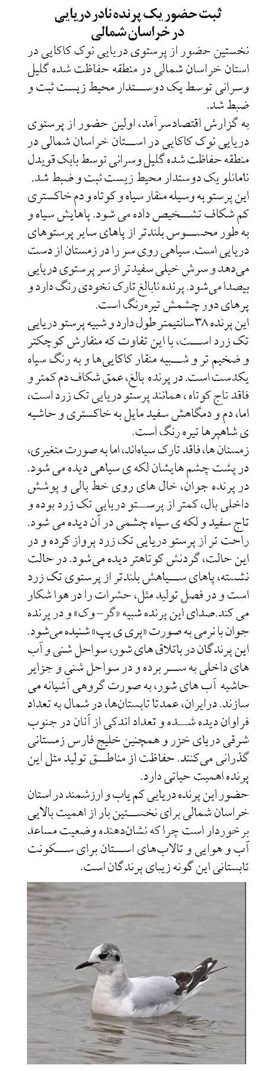 ثبت حضور یک پرنده نادر دریایی در خراسان شمالی