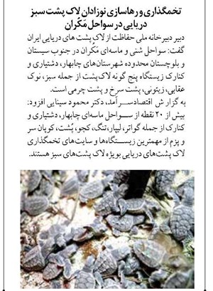 تخمگذاری و رهاسازی نوزادان لاک پشت سبز دریایی در سواحل مَکُران