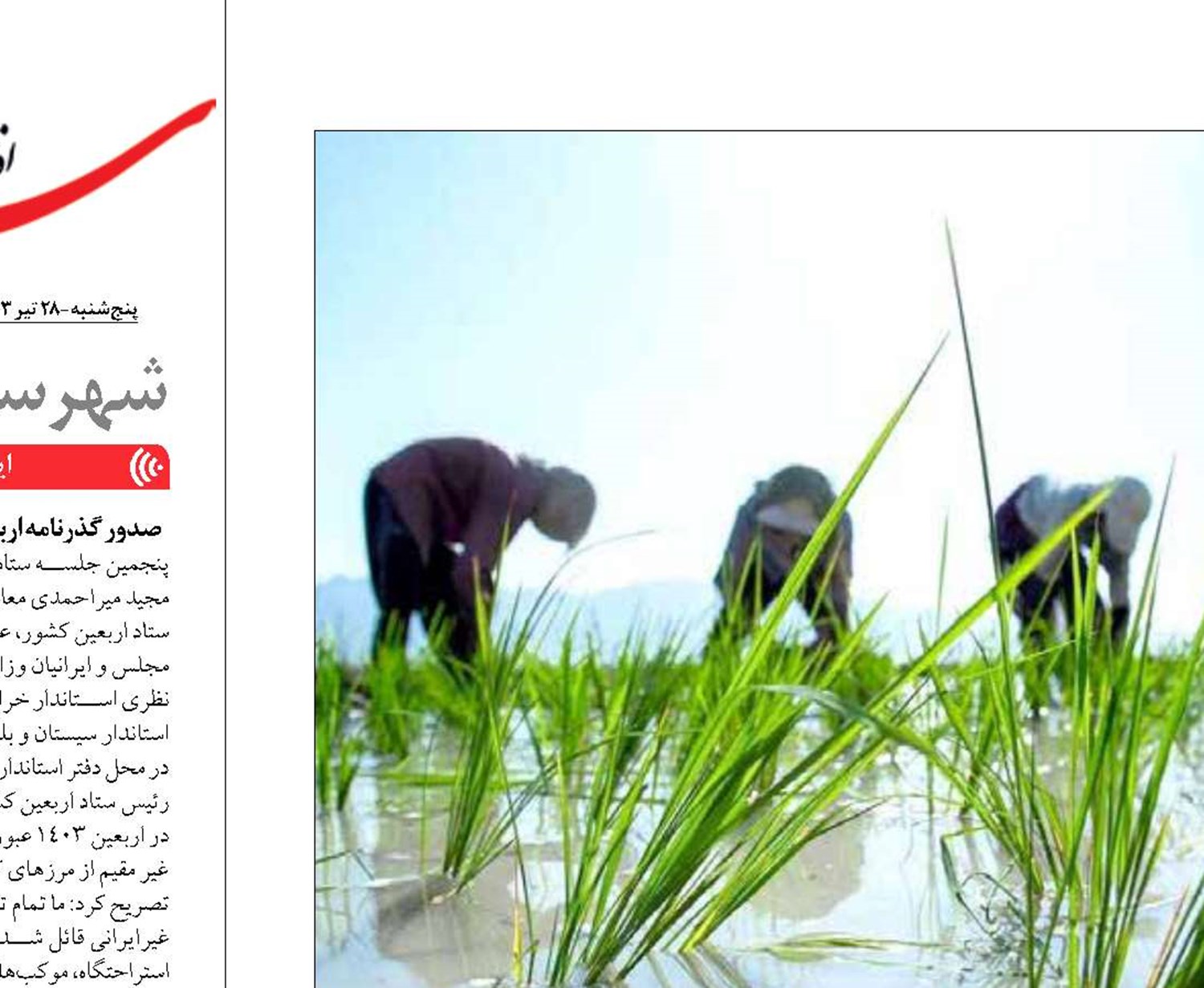  حمایت از شالیکاران  با تنظیم بازار برنج تداوم می‌یابد