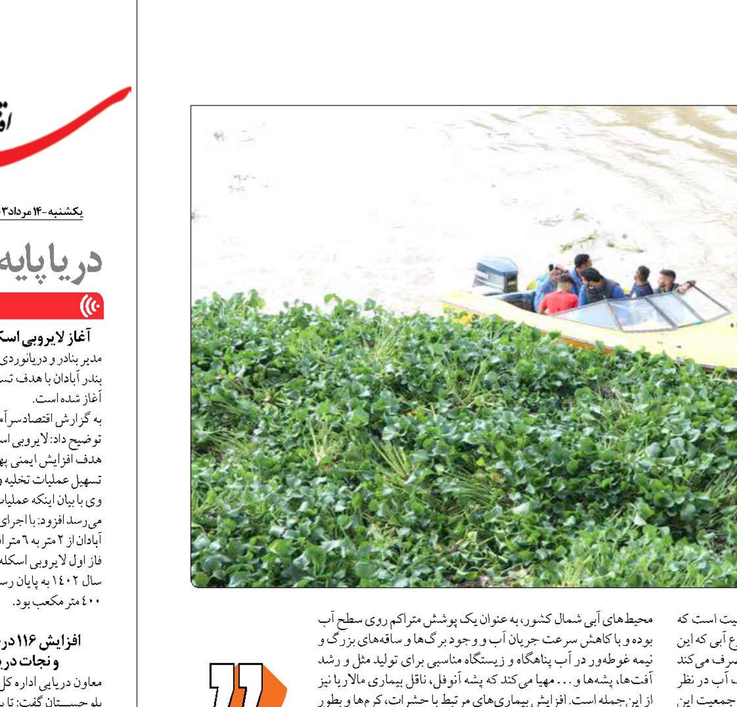 سنبل آبی تهدید جدی برای نابودی اکوسیستم  تالاب‌ها