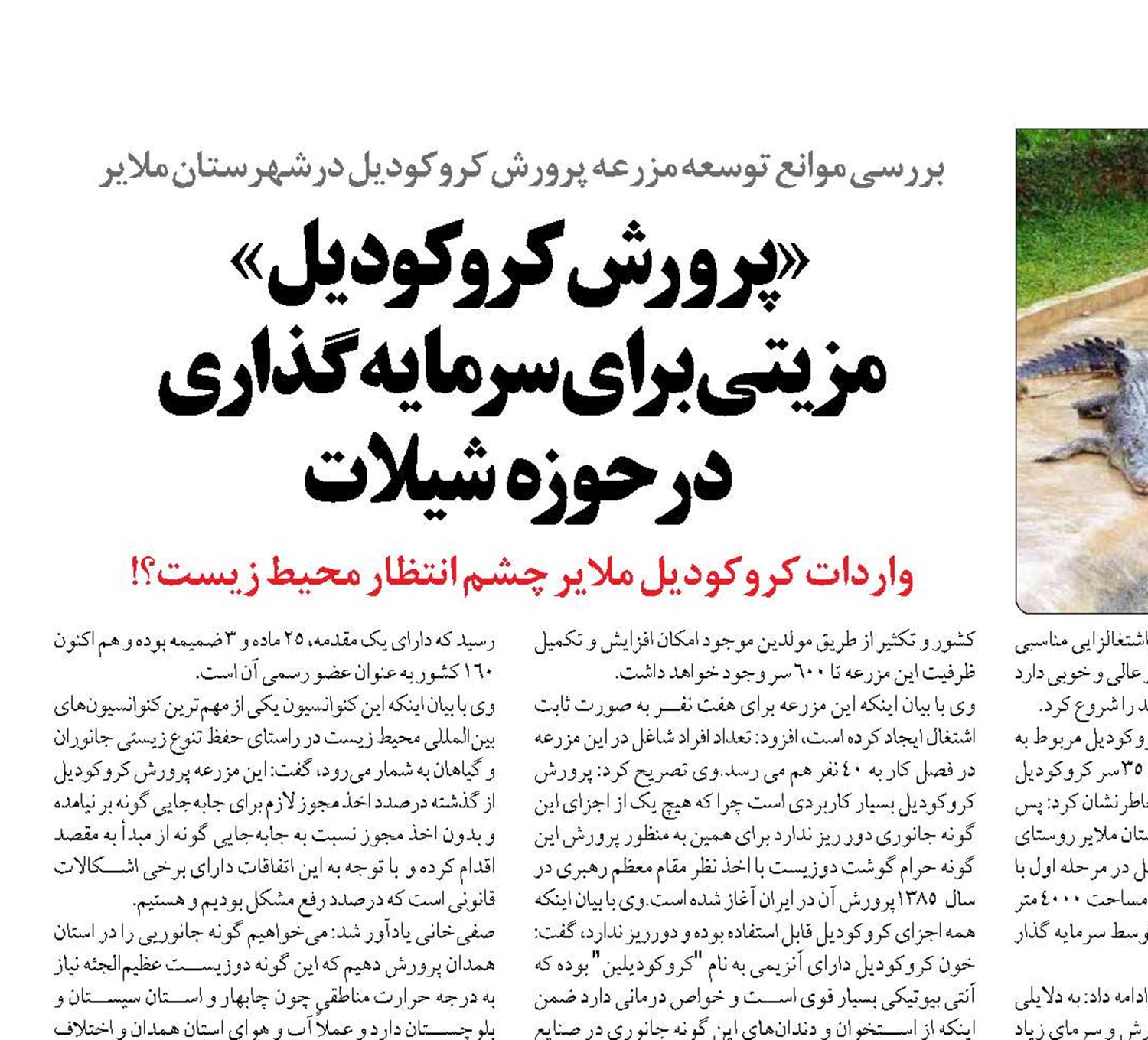 «پرورش کروکودیل»  مزیتی برای سرمایه‌گذاری  در حوزه شیلات