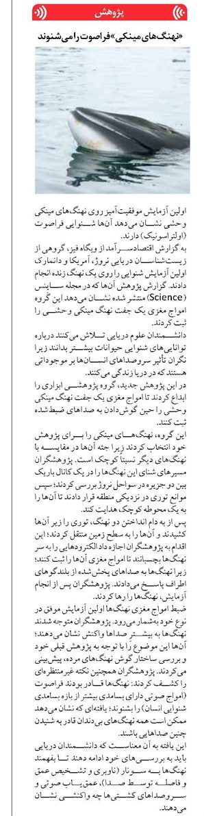 «نهنگهای مینکی» فراصوت را میشنوند