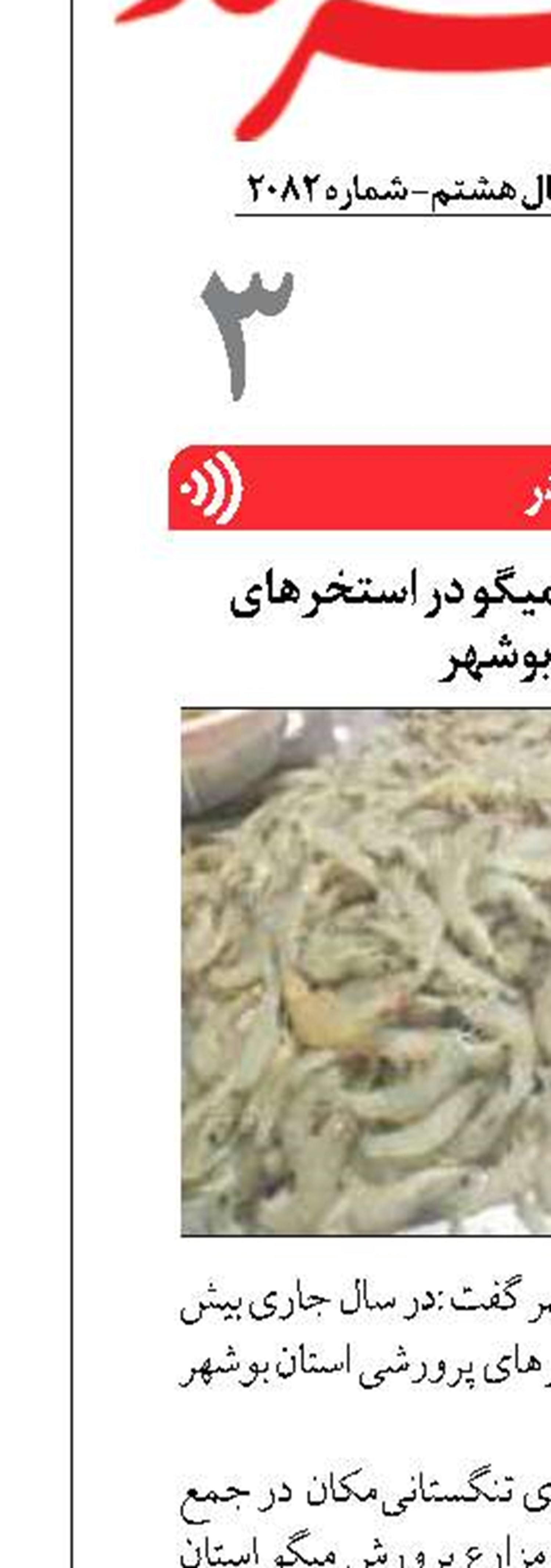 ذخیره ۲ میلیارد بچه میگو در استخرهای پرورشی بوشهر