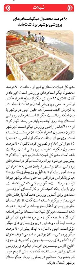 ۹۰ درصد محصول میگو استخرهای پرورشی بوشهر برداشت شد