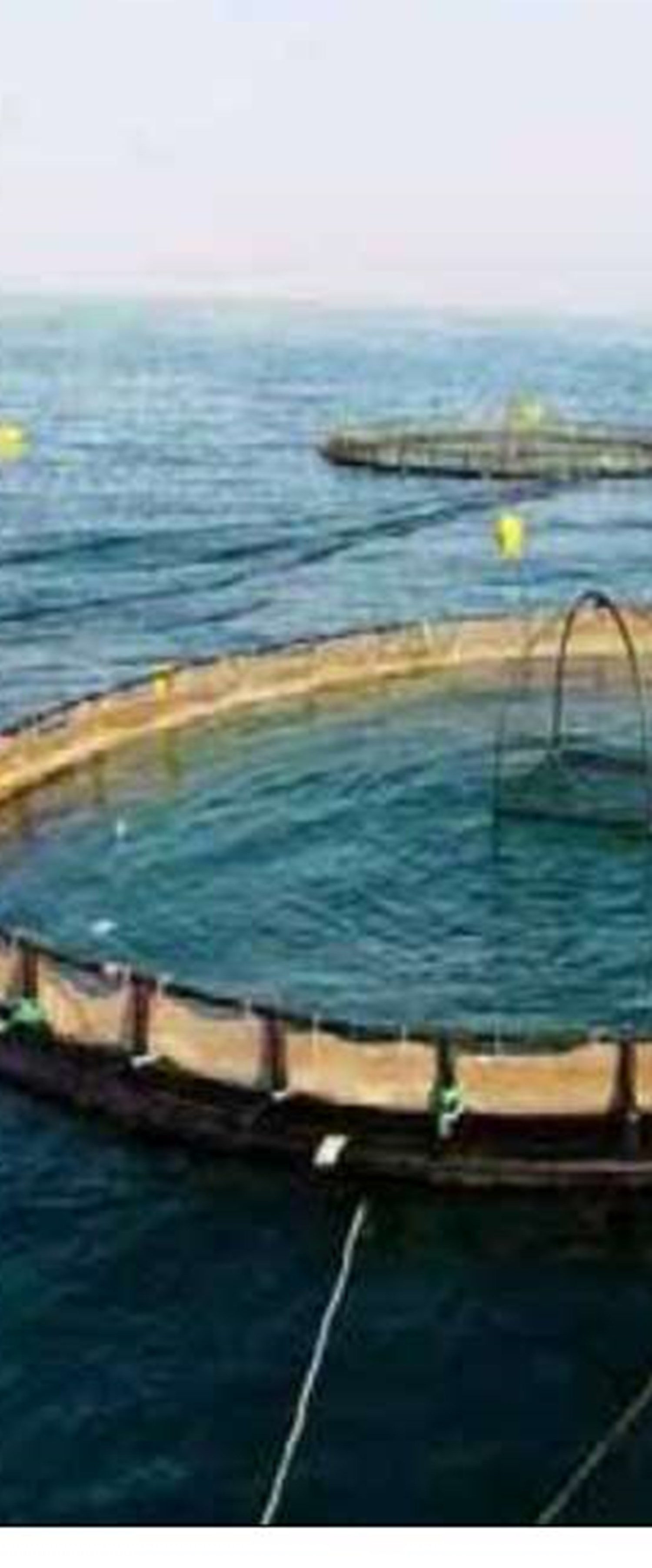 ممنوعيت صيد ماهي مركب  در استان بوشهر