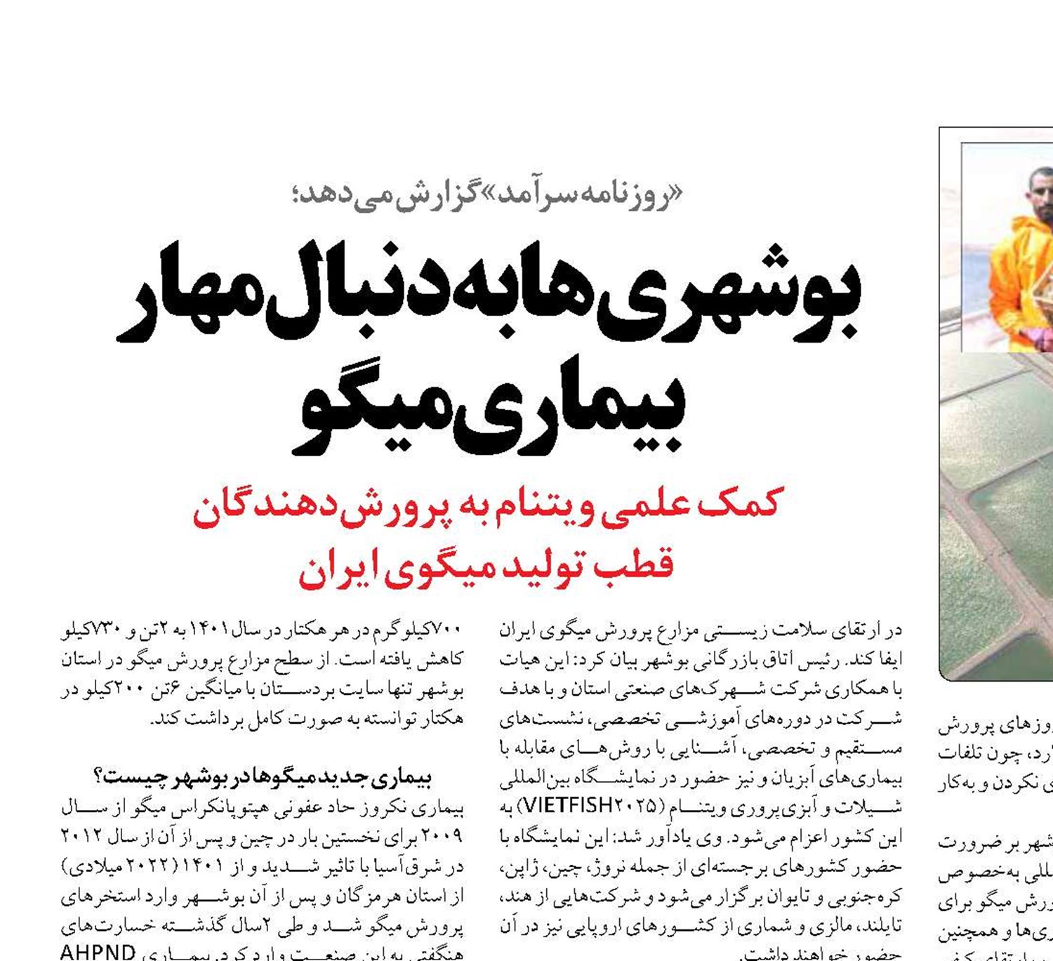 بوشهری‌ها به‌دنبال مهار بیماری میگو