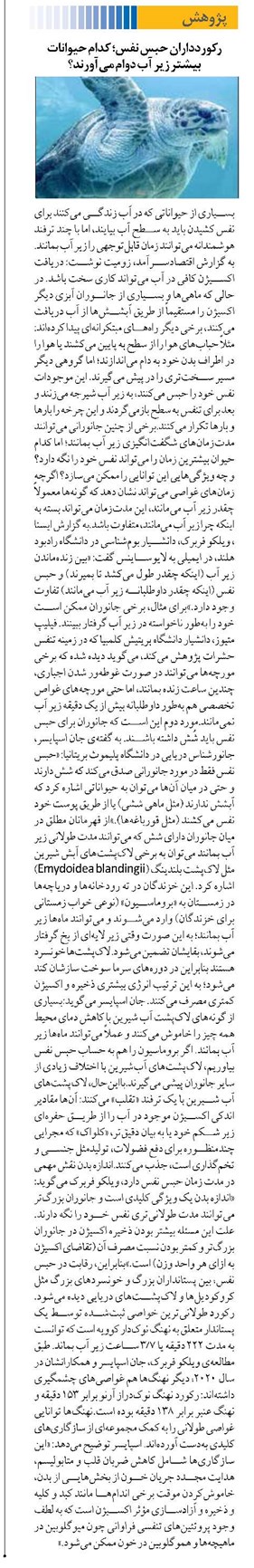 رکوردداران حبس نفس؛ کدام حیوانات بیشتر زیر آب دوام میآورند؟