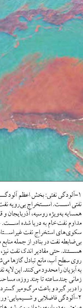 ۱۴ ژوئیه روز جهانی اورکا یا نهنگ  قاتل است