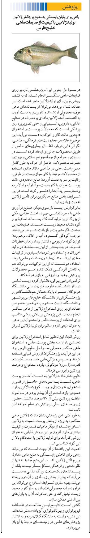 تولید ژلاتین با کیفیت از ضایعات ماهی خلیج فارس