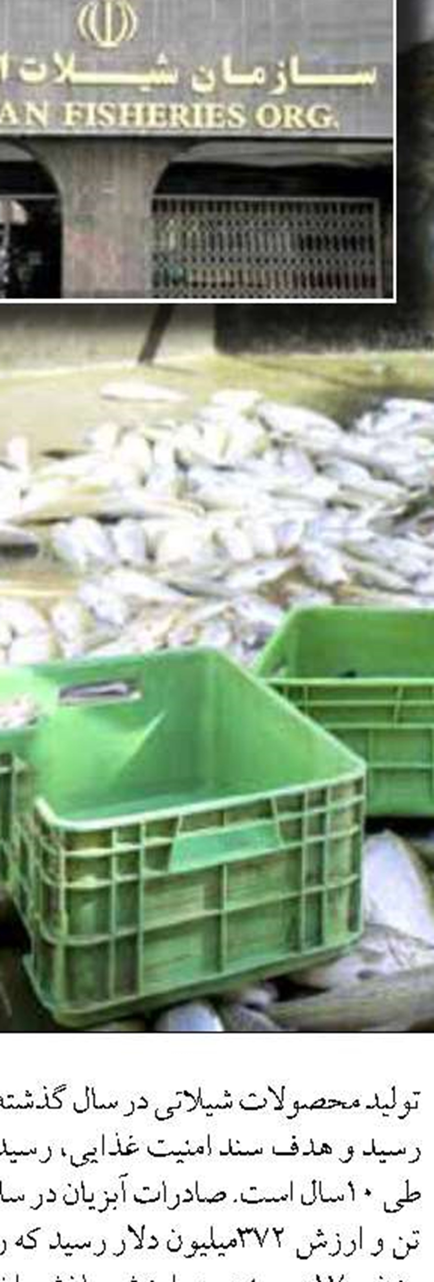 ماهي سفيد؛ ستاره بومي درياي خزر در مسير توسعه آبزي‌پروري