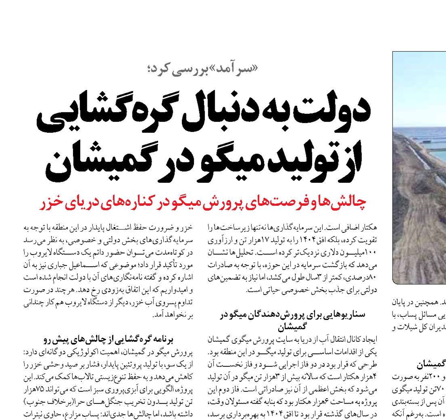 دولت به دنبال گره‌گشایی از تولید میگو در گمیشان