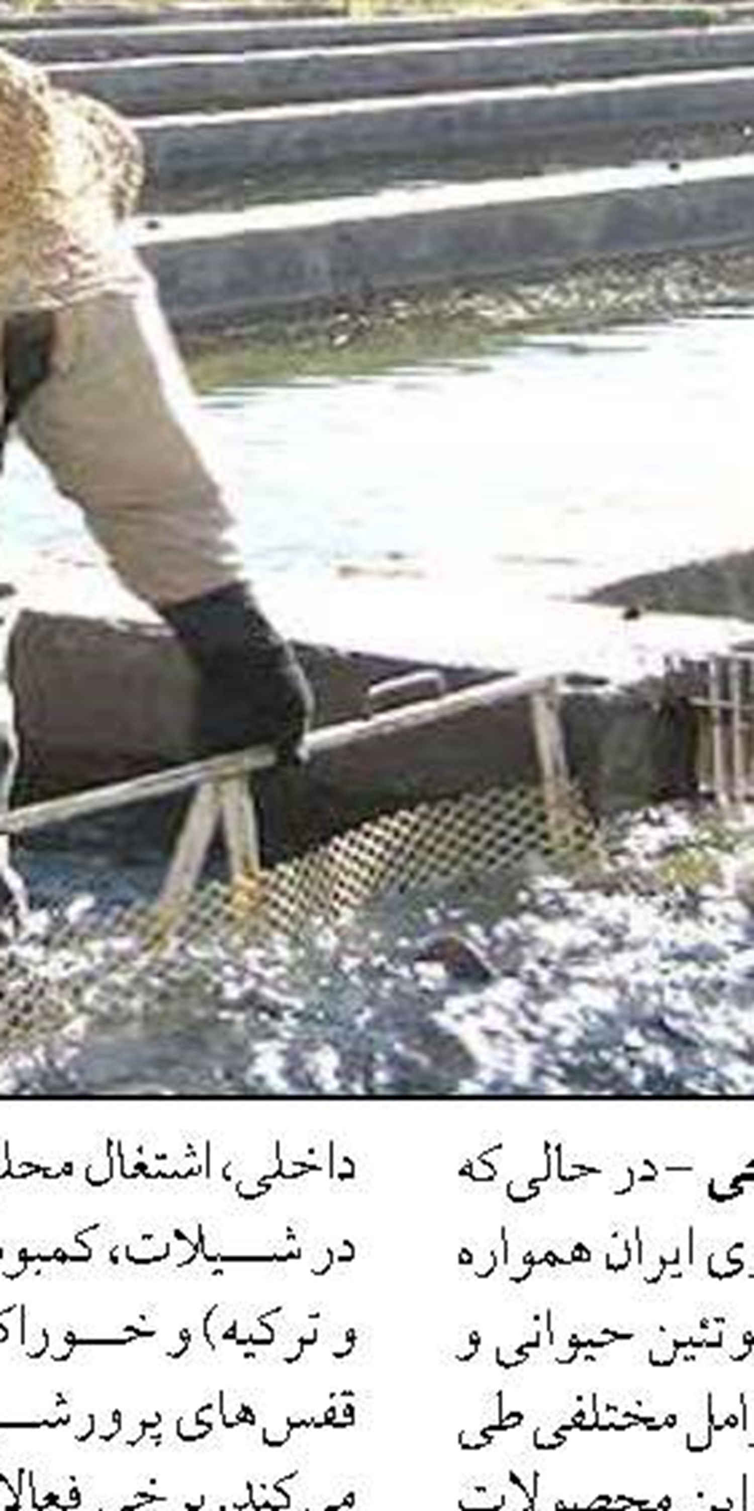 رهاسازي بيش از ۳۰۷ هزار بچه‌ماهي  در نيمه نخست سال