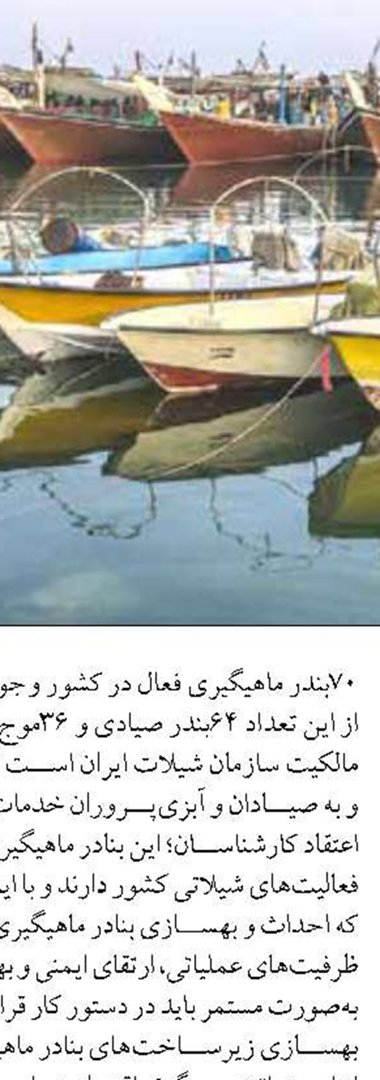 صید سالانه ۲۵۰ هزار تن انواع تن ماهی  در سیستان و بلوچستان