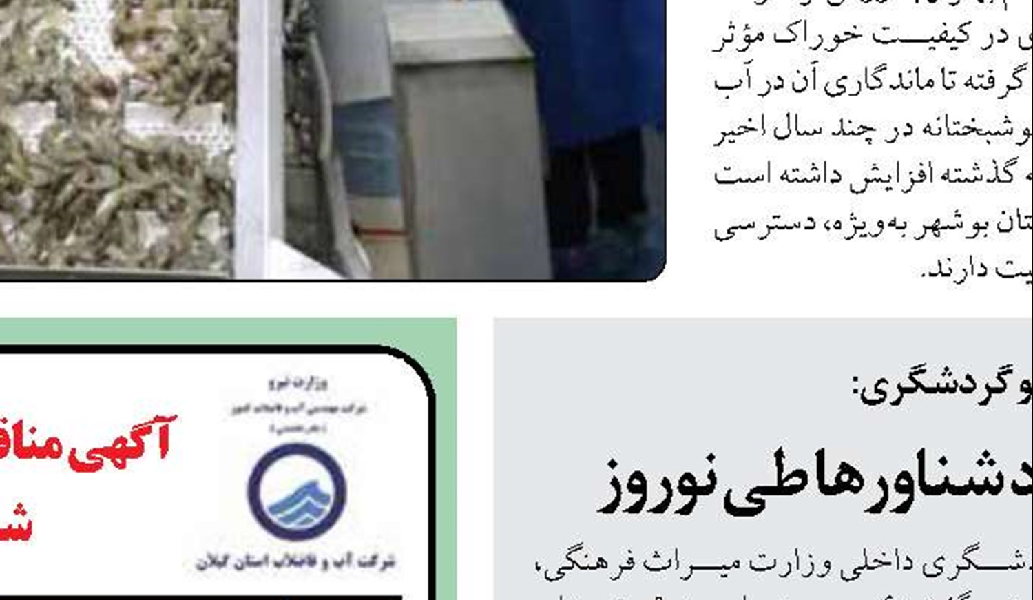 کاهش صادرات میگوی ایران به چین و روسیه