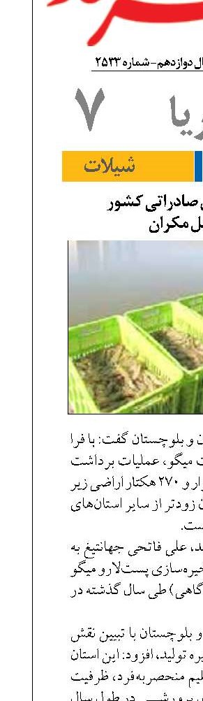 ‌برداشت میگوی صادراتی کشور  در سواحل مکران