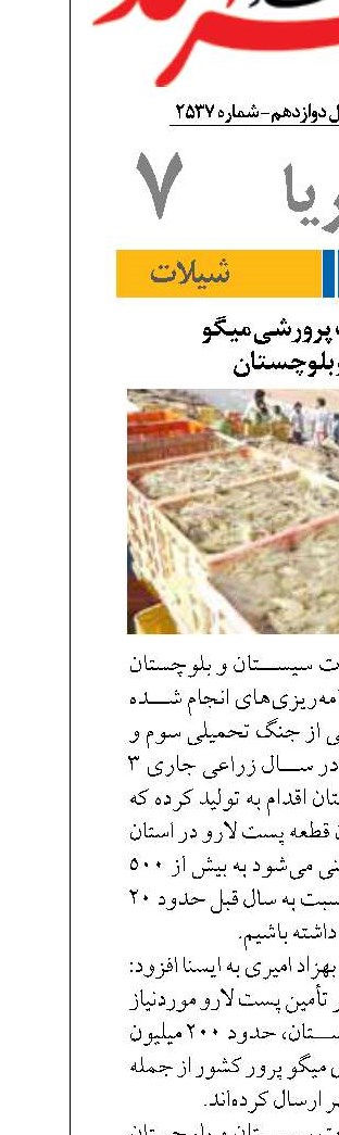توسعه صنعت پرورشی میگو  سیستان و بلوچستان