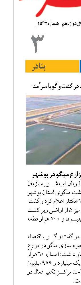 اتمام ذخیره سازی مزارع میگو در بوشهر