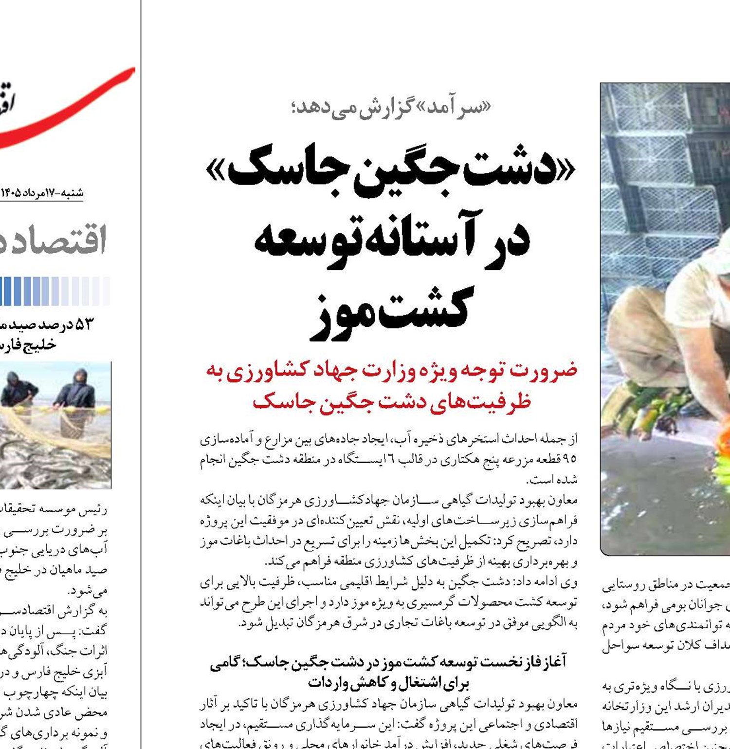 «دشت جگین جاسک»  در آستانه توسعه  کشت موز 