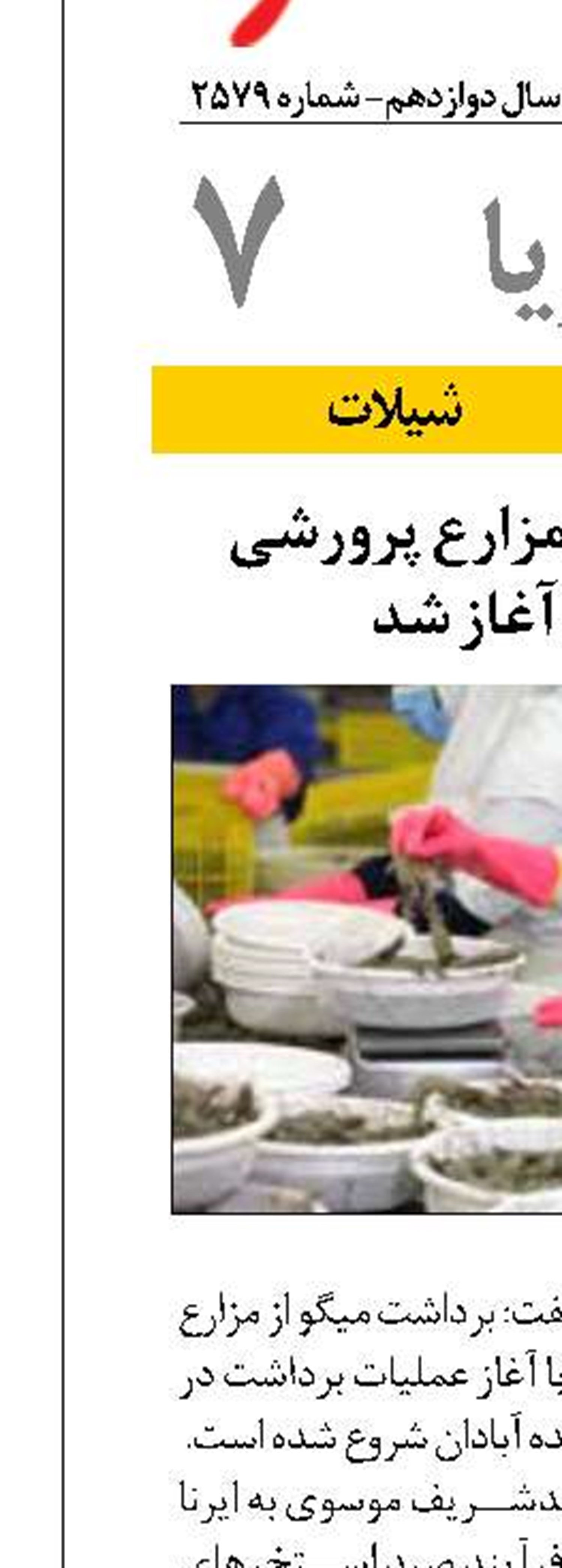 برداشت میگو از مزارع پرورشی خوزستان آغاز شد