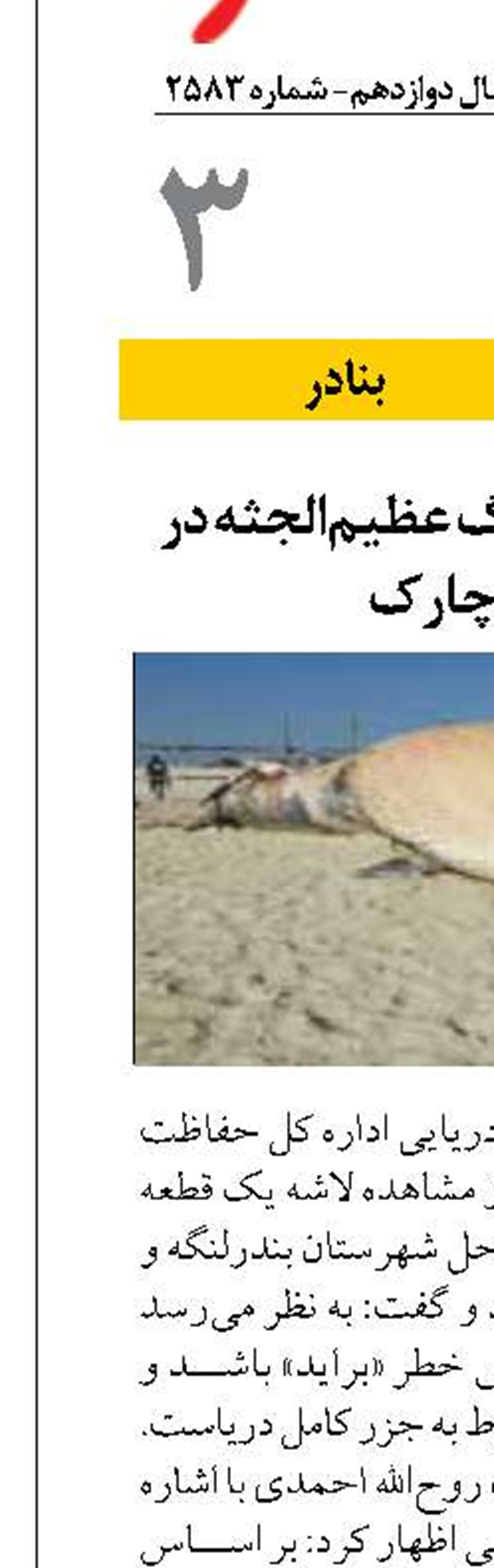 مشاهده لاشه نهنگ عظیم‌الجثه در سواحل چارک
