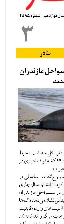 29 فوک خزری در سواحل مازندران تلف شدند