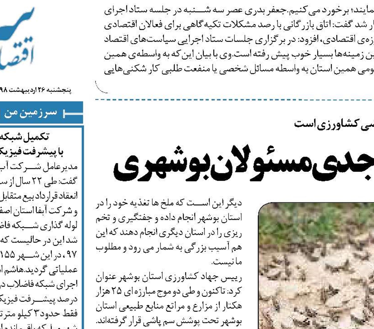 افزایش جمعیت ملخ ها نگرانی جدی مسئولان بوشهری