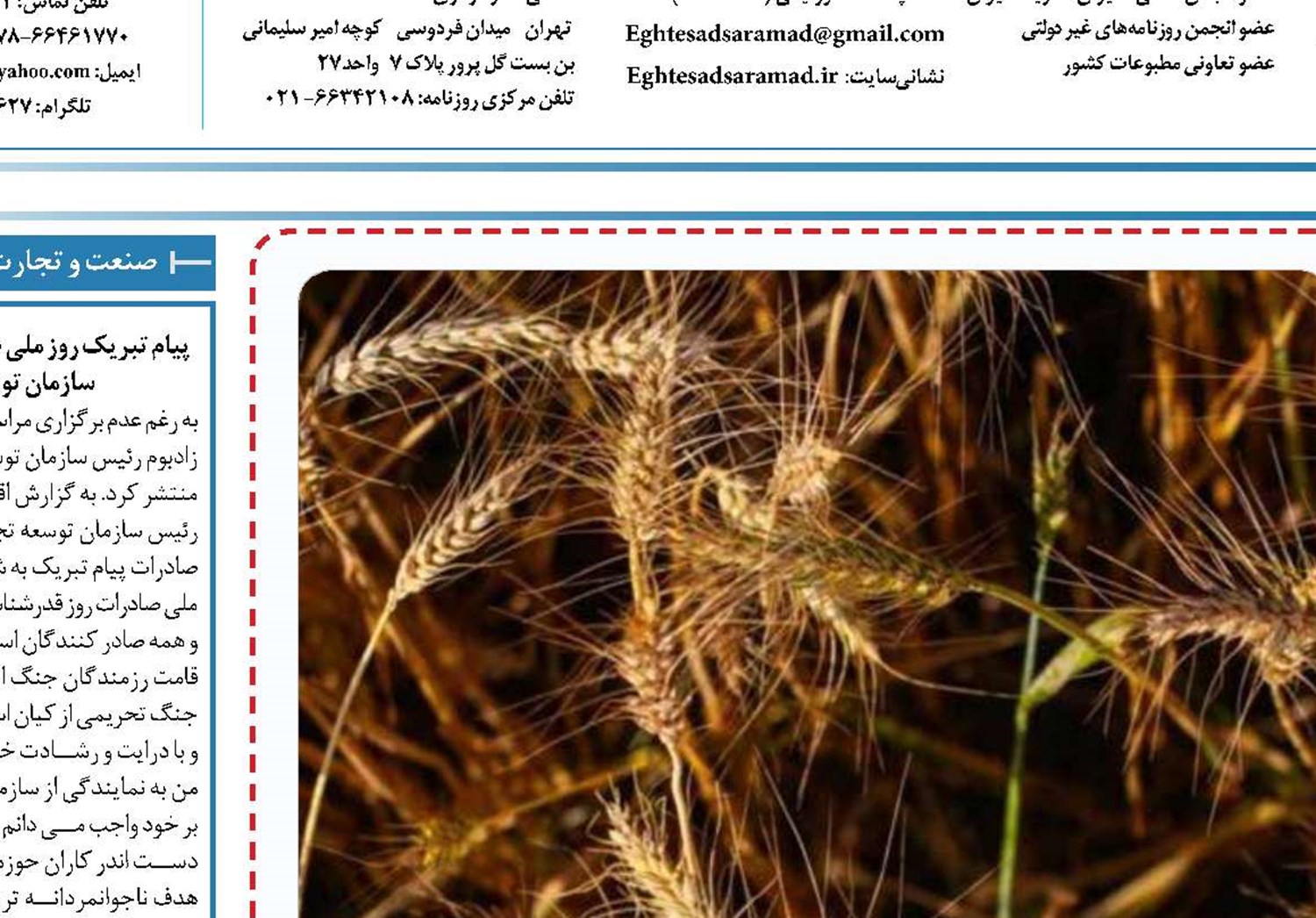 حال ناخوش گندم